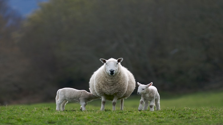 sheep milk product